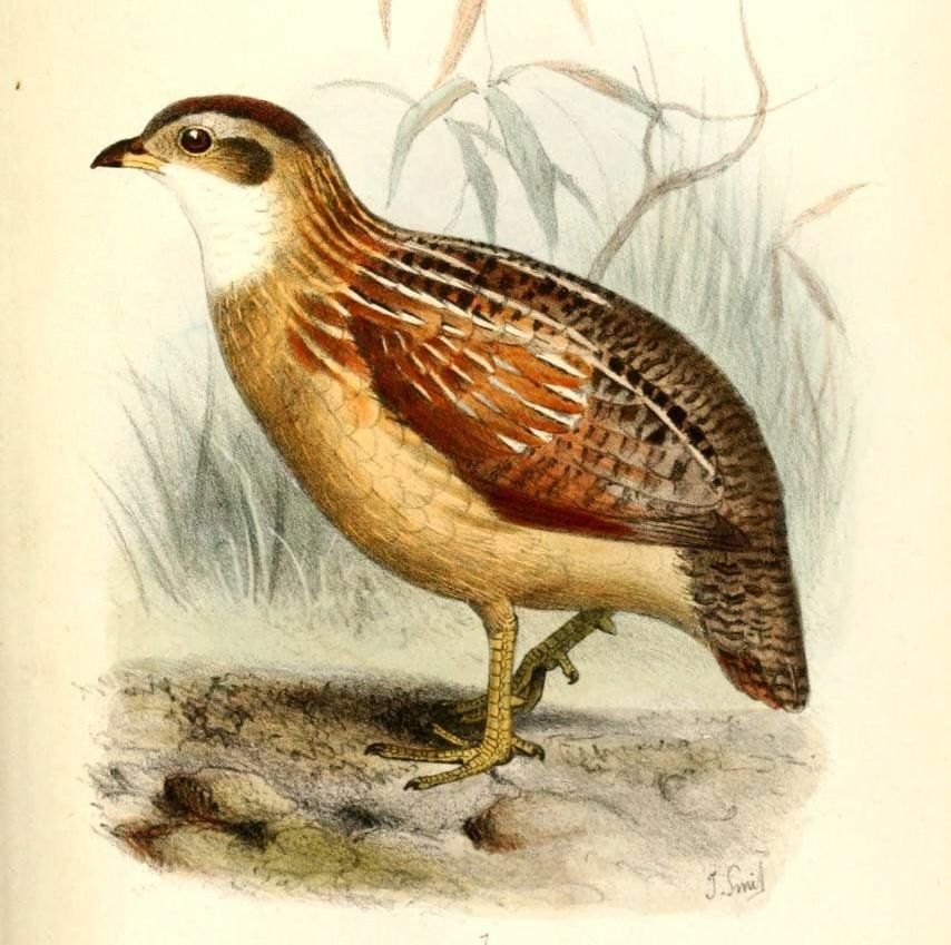 �׺�����ͼƬ