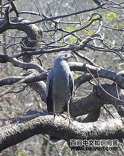 马达加斯加猎鹰 马达加斯加猎鹰的图片