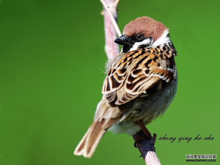 ����ȸ�����ߣ��������ꡣ2009�ꡣ