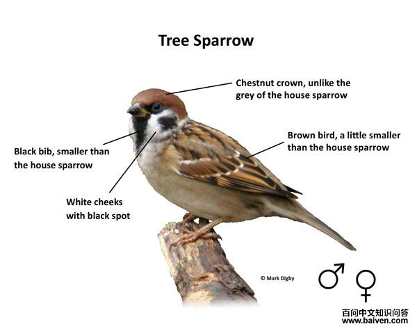 ����ȸ��ʶ��������ɫ����������ɫ����ȼ���ȸ����С����ɫ�����Ͼ��к�ɫ�߿飻ͷ����ɫ��������ȸͷ����ɫ��������ɫ���峤�ȼ���ȸ��С