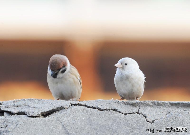 �׻�������ȸ�����ߣ�ССʯʯ��2012��11�¡�