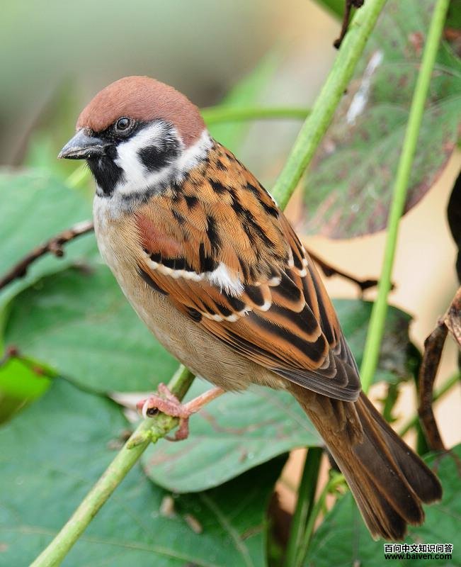 ��ȸ��������������