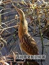 �������Z