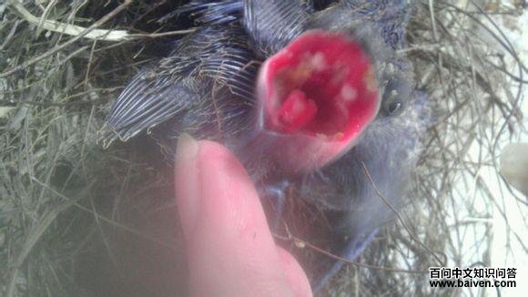 ����ؾ���񣺿�ǻ��ɫ������һ�԰װ�