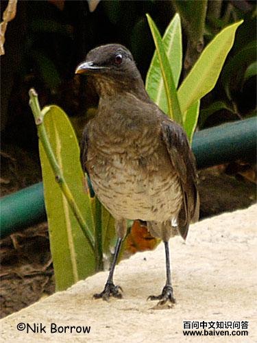 ������ͼƬ