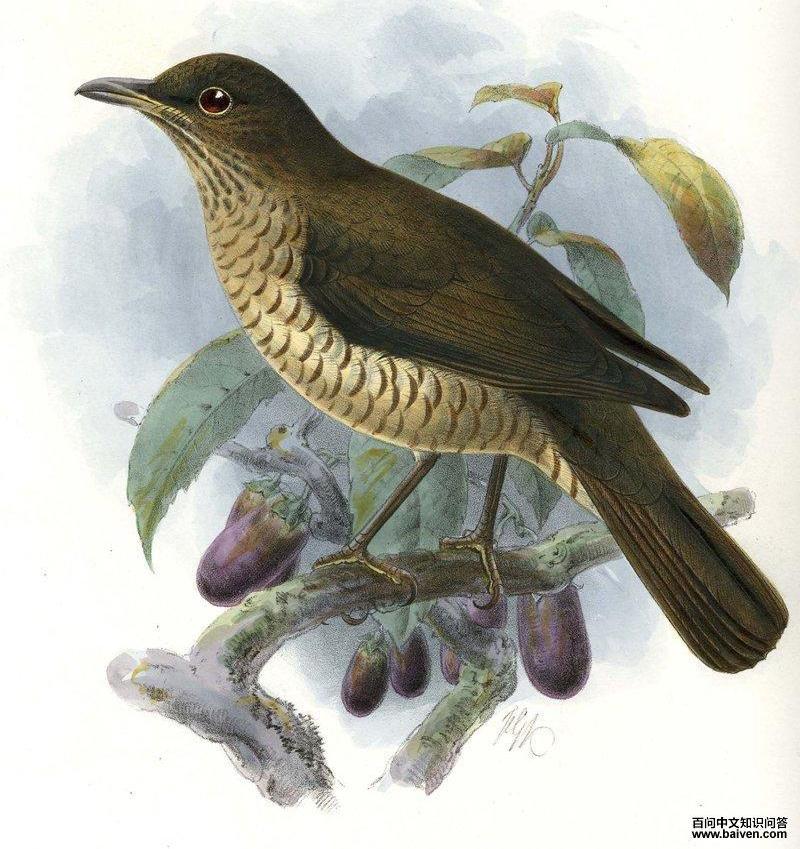 Sao Tome Thrush - Turdus olivaceofuscus