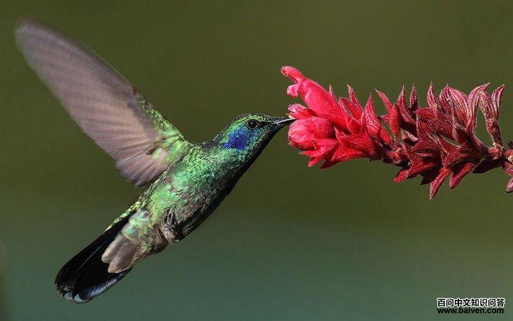 绿紫耳蜂鸟 绿紫耳蜂鸟的图片