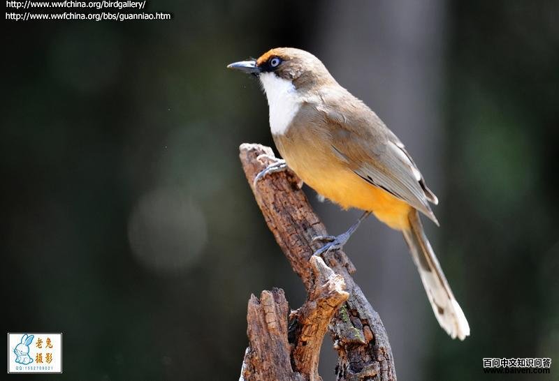 白喉噪鹛 白喉噪鹛的图片