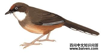 �׺�����