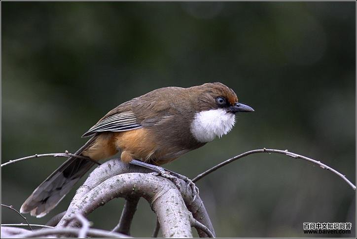 �׺�����