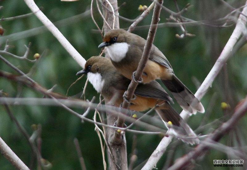 �׺�����