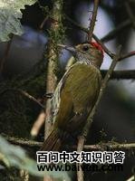 ������ľ���ͼƬ