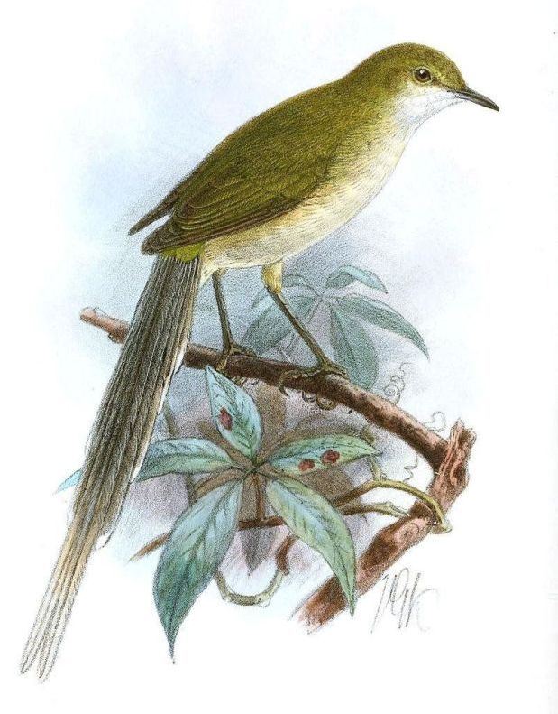 绿长尾莺 绿长尾莺的图片