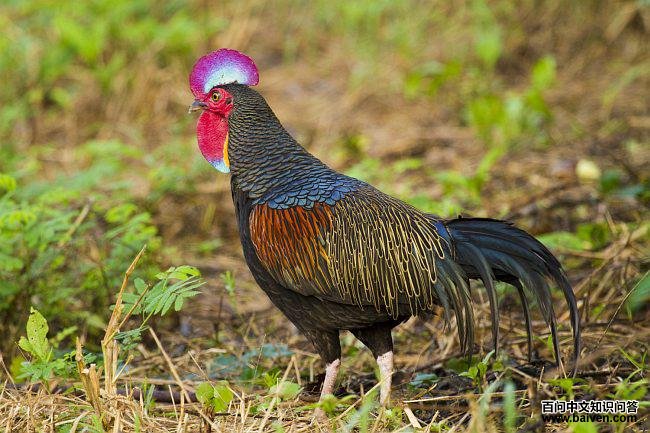 ��ԭ����ͼƬ