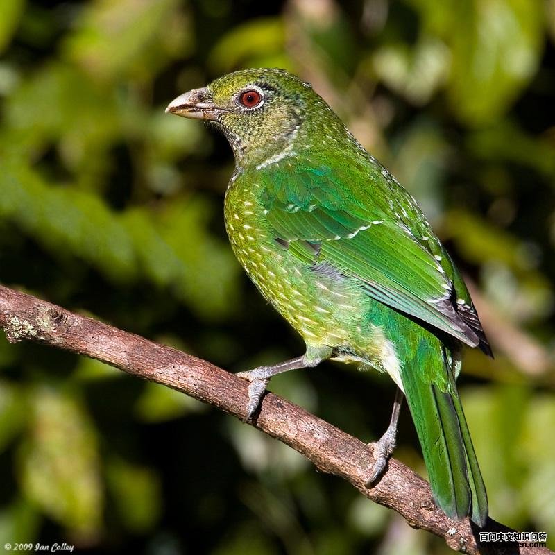 绿园丁鸟 绿园丁鸟的图片