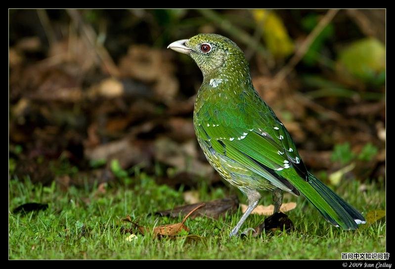 ��԰����