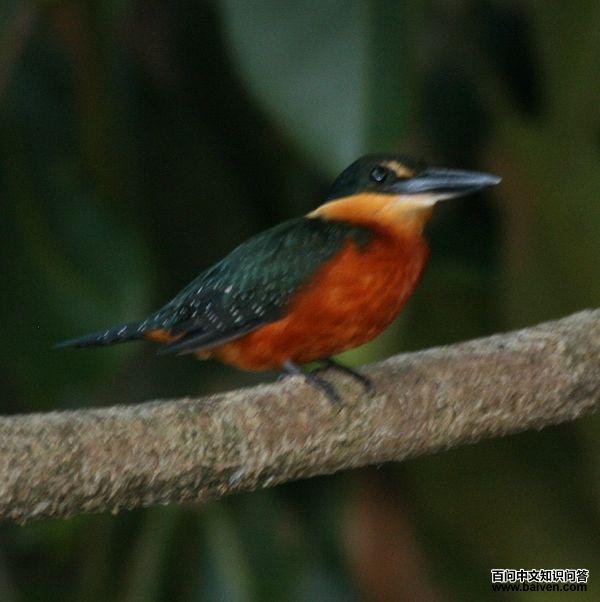 ���㹷����ͼƬ