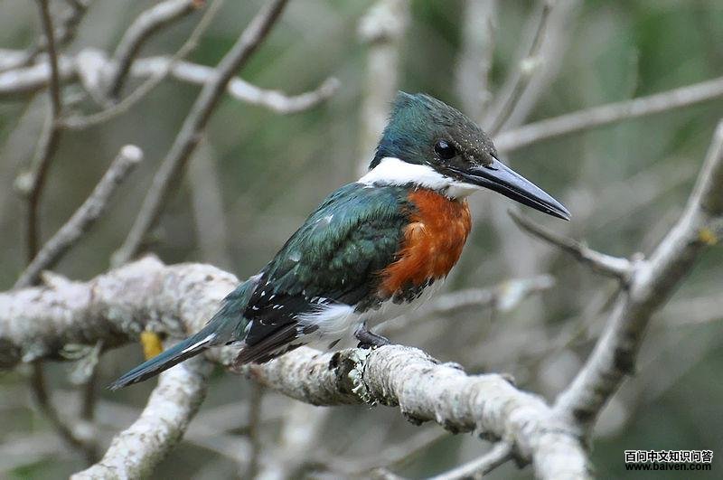 绿鱼狗 绿鱼狗的图片