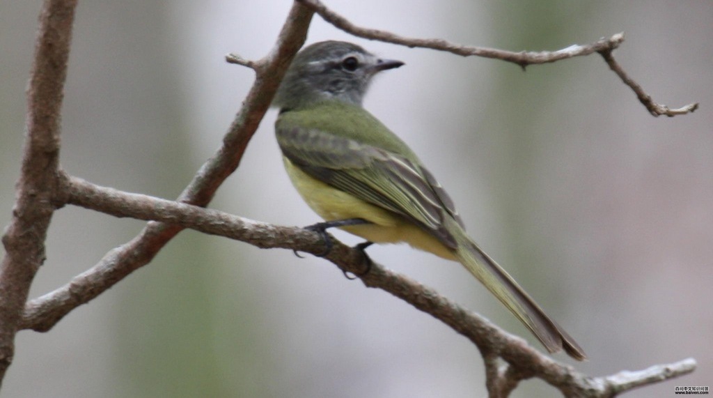 �������l��ͼƬ