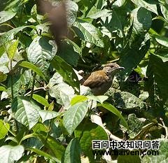 ����ľ�ǵ�ͼƬ