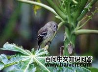 ���ذ߳���l��ͼƬ