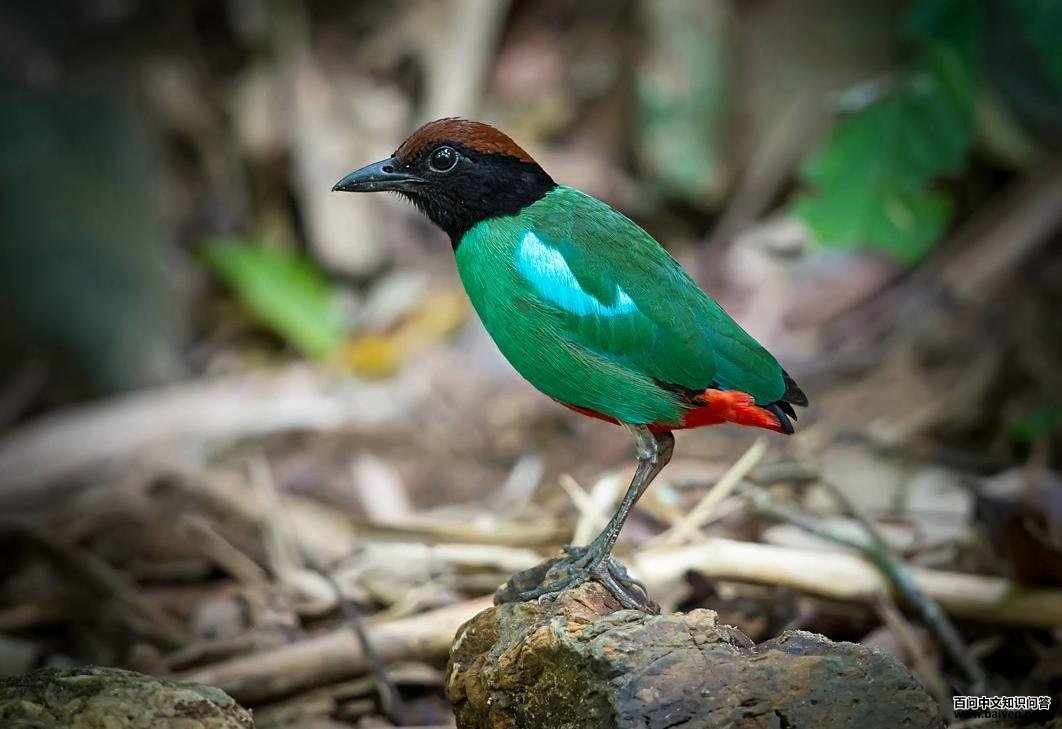 ���ذ�ɫ��ͼƬ