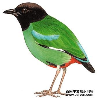 ���ذ�ɫ𴣺��̬����ͼ