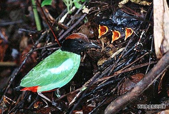 ���ذ�ɫ�ι��