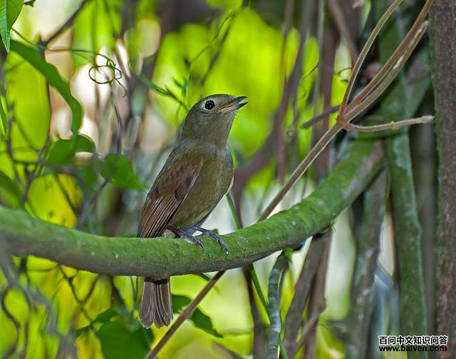 绿希夫霸鹟 绿希夫霸鹟的图片