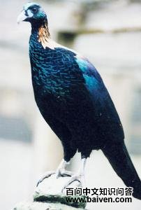 ��β����