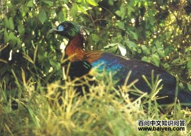 ��β����