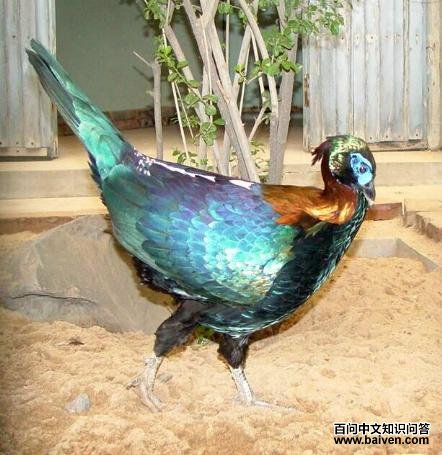 ��β����