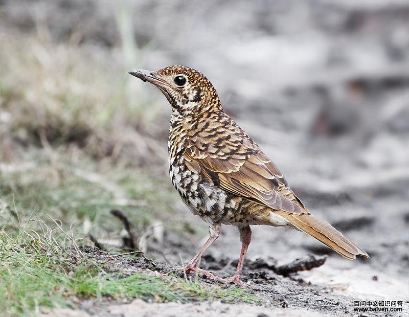 ��β����ͼƬ