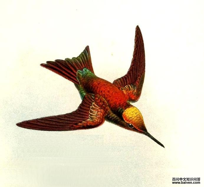 绿尾翠蜂鸟 绿尾翠蜂鸟的图片