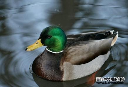 ��ͷѼ����