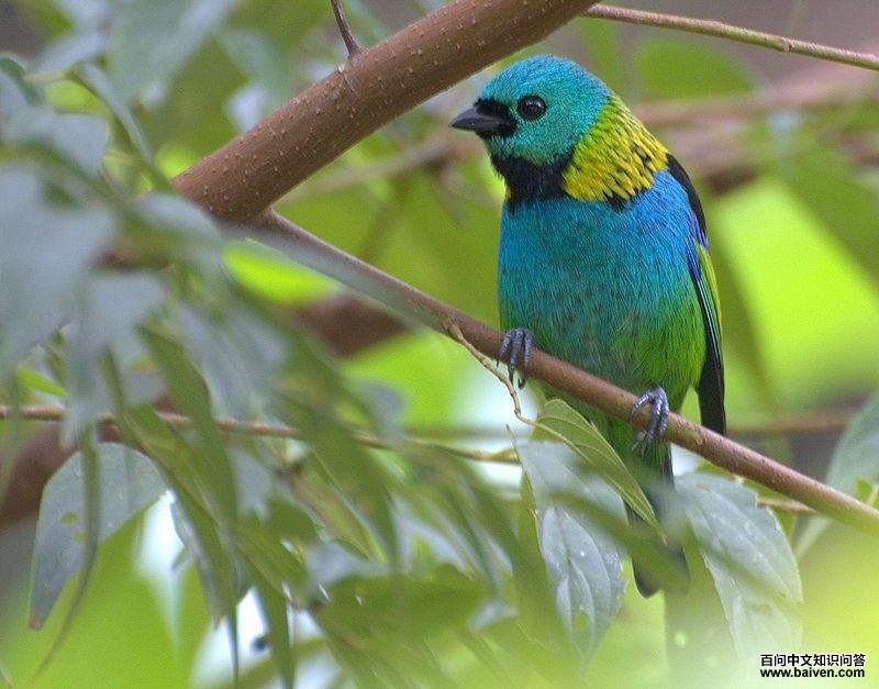 绿头唐加拉雀 绿头唐加拉雀的图片