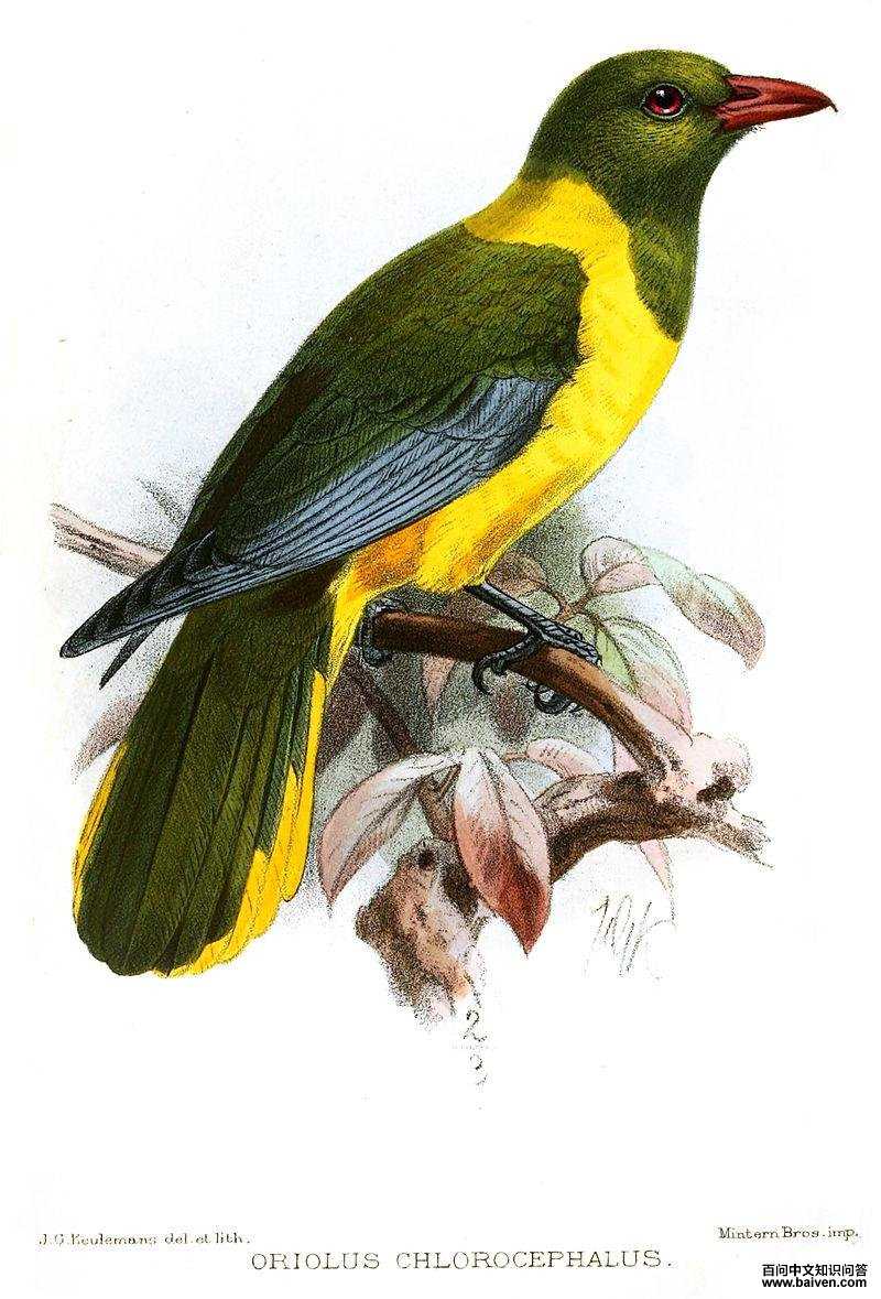 绿头黄鹂 绿头黄鹂的图片