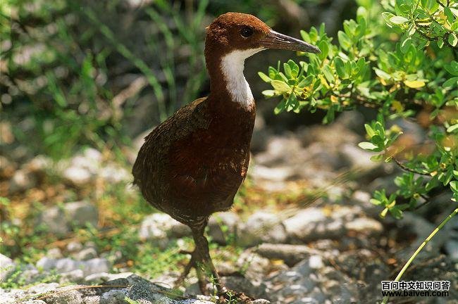 �׺�����