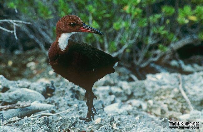 �׺�����