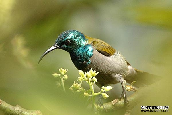 绿头花蜜鸟 绿头花蜜鸟的图片
