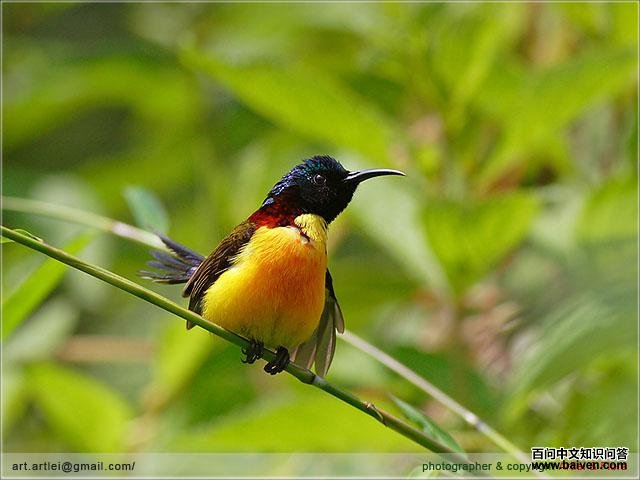 �̺�̫����