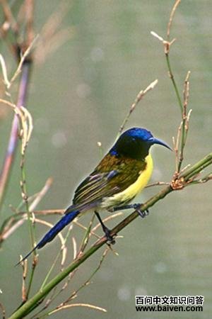 �̺�̫����