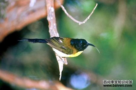 �̺�̫����