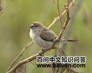 白喉文鸟 白喉文鸟的图片