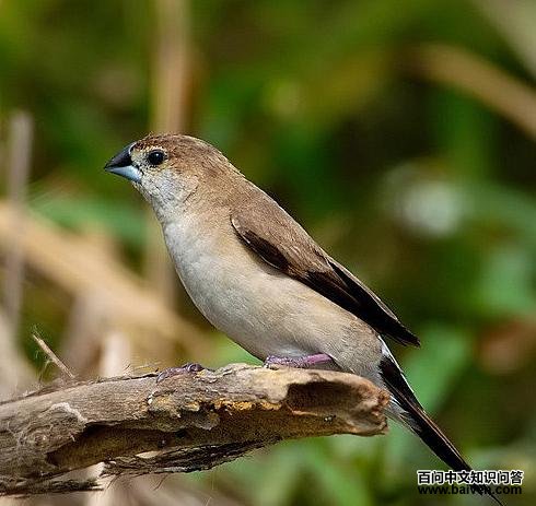 �׺�����