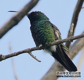 绿喉芒果蜂鸟 绿喉芒果蜂鸟的图片