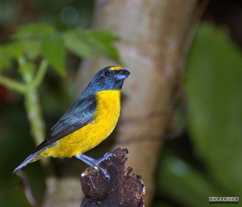 绿喉歌雀 绿喉歌雀的图片