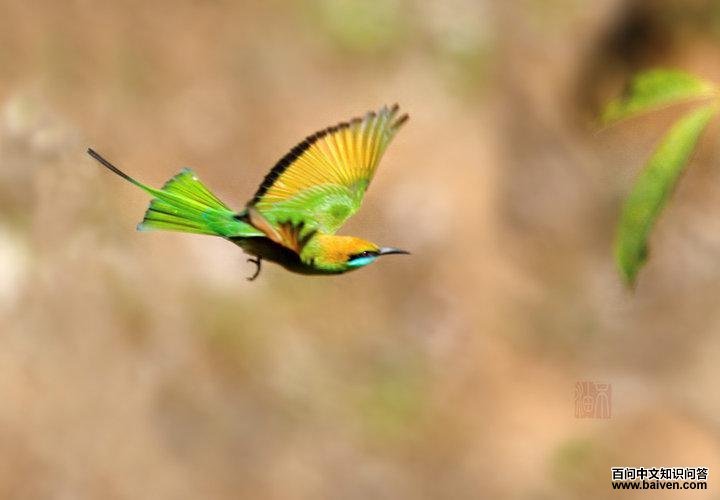 �̺��仢��ͼƬ