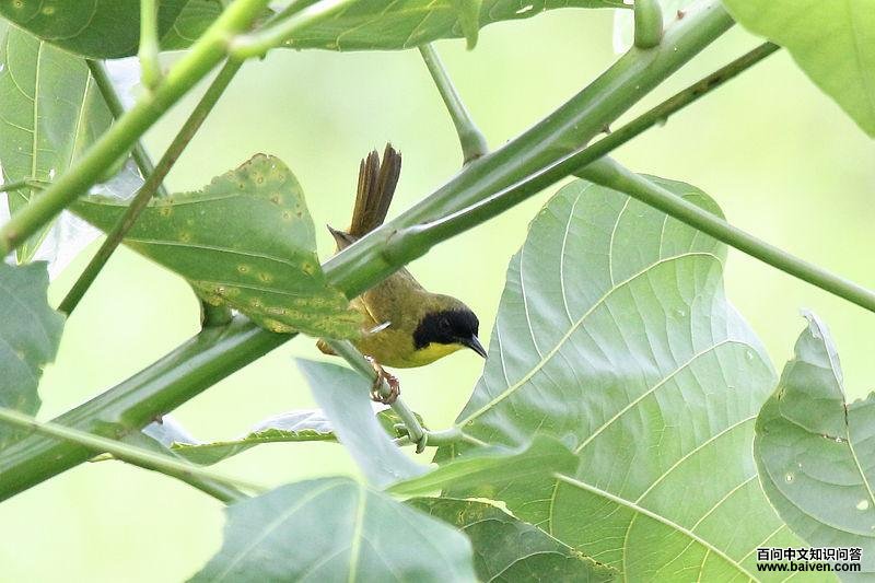 �̹ڻƺ���ݺ��ͼƬ