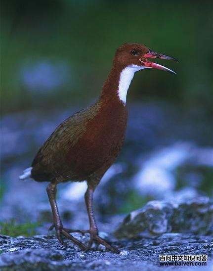 �׺�����